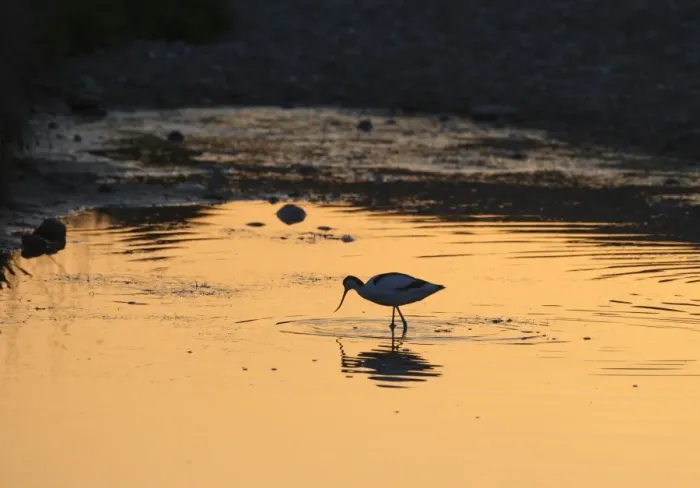 Framed Print : Eurasian Avocet (Recurvirostra avocetta) adult, foraging in water at sunset, Cley, Norfolk, England, may Framed Print : Eurasian Avocet (Recurvirostra avocetta) adult, foraging in water at sunset, Cley, Norfolk, England, may