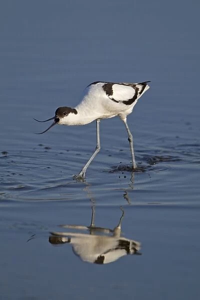 Eurasian Avocet (Recurvirostra avocetta) adult, calling, wading in shallow pool with reflection, Minsmere RSPB Reserve, Suffolk, England, june