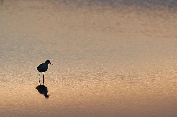 Eurasian Avocet (Recurvirostra avocetta) adult, wading, silhouetted at sunrise, North Kent Marshes, Kent, England, august