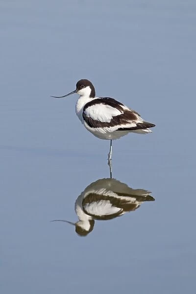 Eurasian Avocet (Recurvirostra avocetta) adult, standing in water with reflection, Minsmere RSPB Reserve, Suffolk, England, june