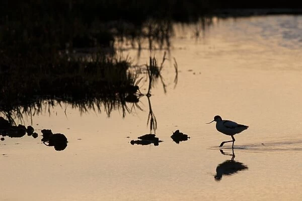 Eurasian Avocet (Recurvirostra avocetta) adult, wading, silhouetted at sunrise, North Kent Marshes, Kent, England, august
