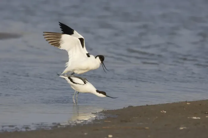 Framed Print : Eurasian Avocet (Recurvirostra avocetta) adult pair, mating in shallow water, Texel Island, Netherlands