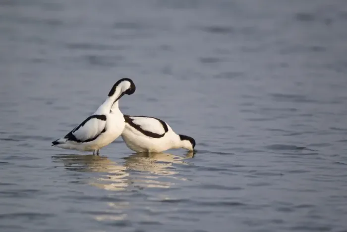Framed Print : Eurasian Avocet (Recurvirostra avocetta) adult pair, male preening whilst female adopts pose signalling desire to mate, Minsmere RSPB Reserve, Suffolk, England, may