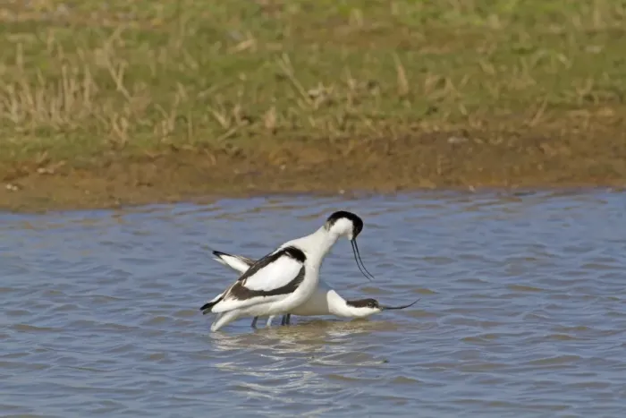 Framed Print : Eurasian Avocet (Recurvirostra avocetta) adult pair, pre-copulation display in water, Norfolk, England, april Framed Print : Eurasian Avocet (Recurvirostra avocetta) adult pair, pre-copulation display in water, Norfolk, England, april