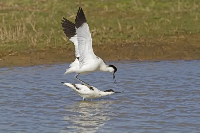 Framed Print : Eurasian Avocet (Recurvirostra avocetta) adult pair, mating in water, Norfolk, England, april Framed Print : Eurasian Avocet (Recurvirostra avocetta) adult pair, mating in water, Norfolk, England, april