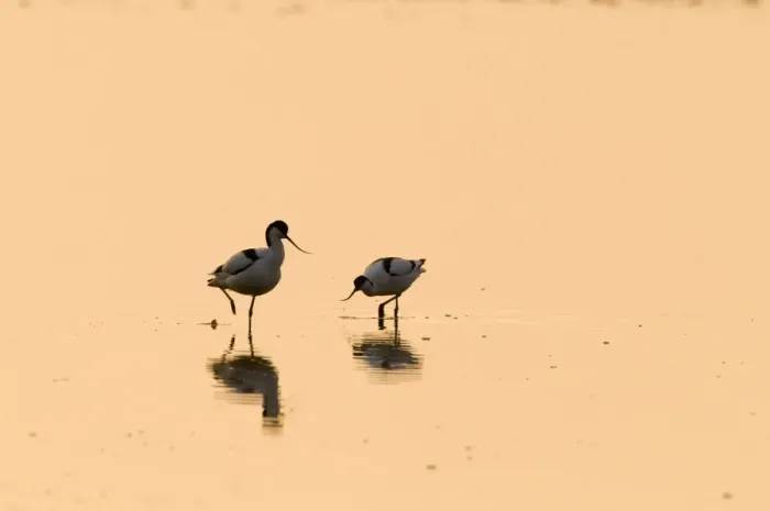 Framed Print : Eurasian Avocet (Recurvirostra avocetta) two adults, with reflection in water at dawn, Titchwell RSPB Reserve, Norfolk, England, april Framed Print : Eurasian Avocet (Recurvirostra avocetta) two adults, with reflection in water at dawn, Titchwell RSPB Reserve, Norfolk, England, april