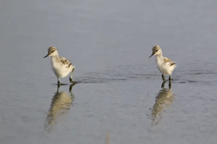 Framed Print : Eurasian Avocet (Recurvirostra avocetta) two chicks, wading in shallow pool, Minsmere RSPB Reserve, Suffolk, England, june Framed Print : Eurasian Avocet (Recurvirostra avocetta) two chicks, wading in shallow pool, Minsmere RSPB Reserve, Suffolk, England, june