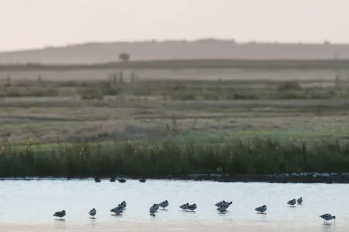 Framed Print : Eurasian Avocet (Recurvirostra avocetta) flock, colony roosting on marshland flood, North Kent Marshes, Kent, England, august