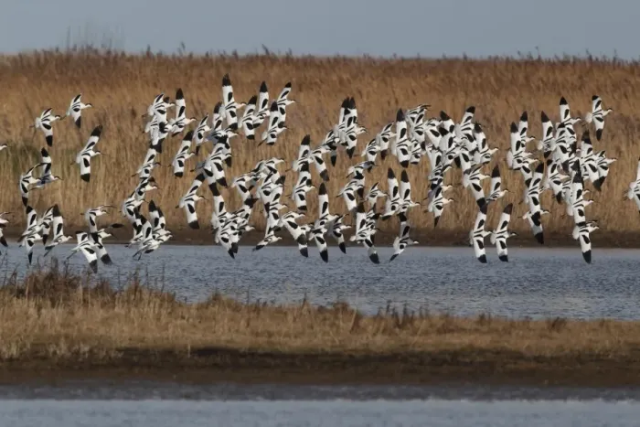 Framed Print : Eurasian Avocet (Recurvirostra avocetta) flock, in flight over marshland, Cley, Norfolk, England, march Framed Print : Eurasian Avocet (Recurvirostra avocetta) flock, in flight over marshland, Cley, Norfolk, England, march