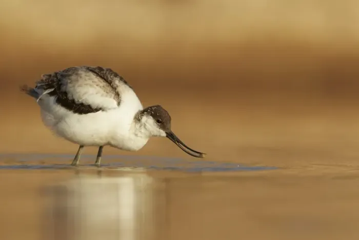 Framed Print : Eurasian Avocet (Recurvirostra avocetta) juvenile, feeding in water, Sossusvlei, Namib-Naukluft N. P Framed Print : Eurasian Avocet (Recurvirostra avocetta) juvenile, feeding in water, Sossusvlei, Namib-Naukluft N. P
