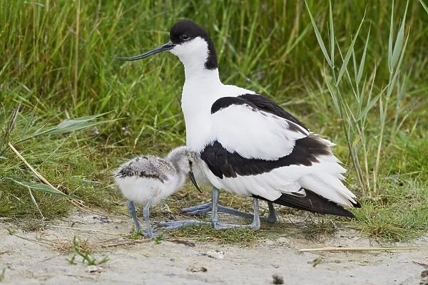 Eurasian Avocet (Recurvirostra avosetta) adult with two chicks, one chick sheltering under wing of parent, Texel