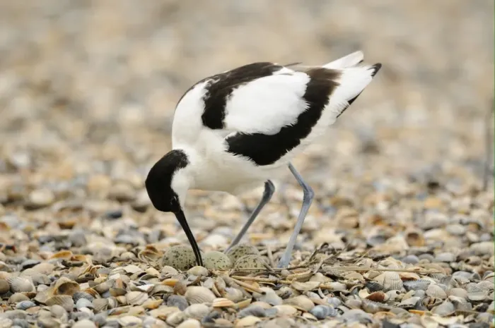 Framed Print : Eurasian Avocet (Recurvirostra avosetta) adult, turning eggs in nest on shingle beach, Netherlands, May Framed Print : Eurasian Avocet (Recurvirostra avosetta) adult, turning eggs in nest on shingle beach, Netherlands, May