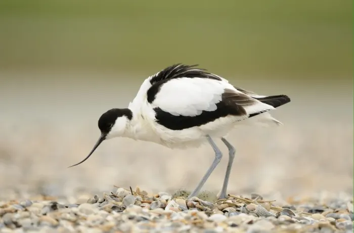 Framed Print : Eurasian Avocet (Recurvirostra avosetta) adult, standing over eggs in nest on shingle beach, Netherlands, May Framed Print : Eurasian Avocet (Recurvirostra avosetta) adult, standing over eggs in nest on shingle beach, Netherlands, May
