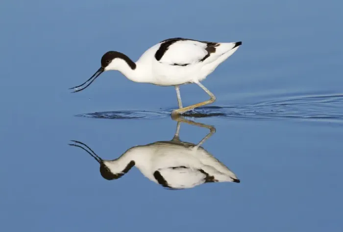 Framed Print : Eurasian Avocet (Recurvirostra avosetta) adult, feeding in shallow water with reflection, Minsmere RSPB Reserve Framed Print : Eurasian Avocet (Recurvirostra avosetta) adult, feeding in shallow water with reflection, Minsmere RSPB Reserve