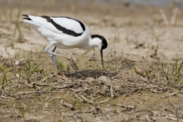 Framed Print : Eurasian Avocet (Recurvirostra avosetta) adult, approaching nest with eggs, Minsmere RSPB Reserve, Suffolk, England Framed Print : Eurasian Avocet (Recurvirostra avosetta) adult, approaching nest with eggs, Minsmere RSPB Reserve, Suffolk, England