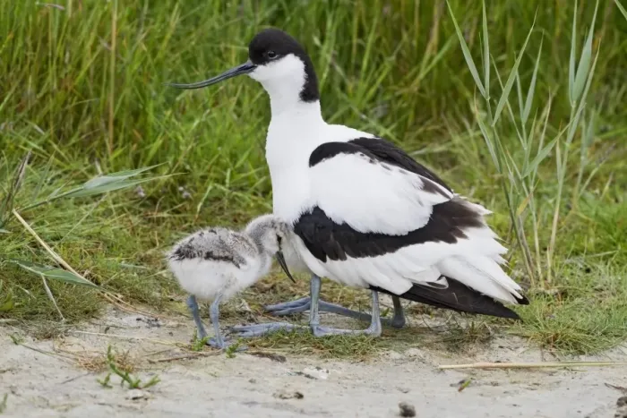 Framed Print : Eurasian Avocet (Recurvirostra avosetta) adult with two chicks, one chick sheltering under wing of parent, Texel Framed Print : Eurasian Avocet (Recurvirostra avosetta) adult with two chicks, one chick sheltering under wing of parent, Texel