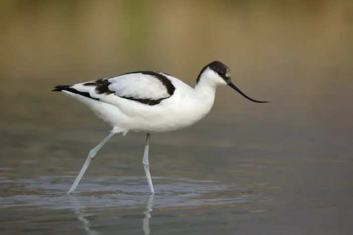 Framed Print : Eurasian Avocet (Recurvirostra avosetta) immature, walking in shallow water, Long Valley, New Territories, Hong Kong Framed Print : Eurasian Avocet (Recurvirostra avosetta) immature, walking in shallow water, Long Valley, New Territories, Hong Kong