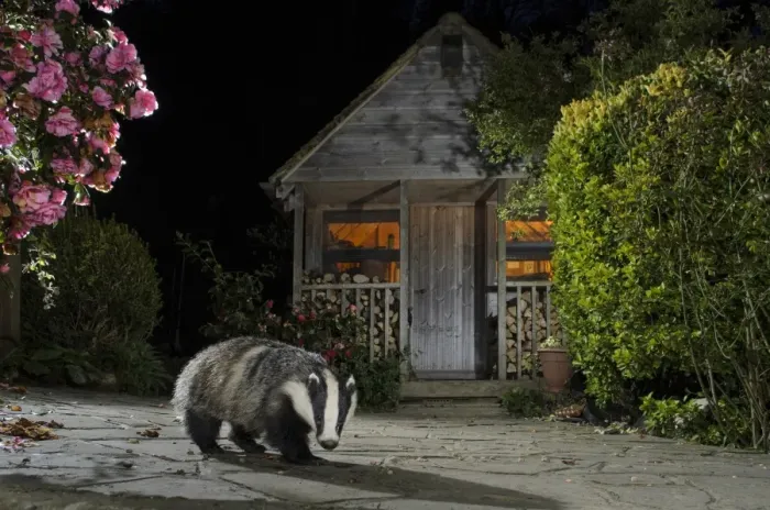 Framed Print : Eurasian Badger (Meles meles) adult, feeding on scraps in urban garden at night, Kent, England, May Framed Print : Eurasian Badger (Meles meles) adult, feeding on scraps in urban garden at night, Kent, England, May
