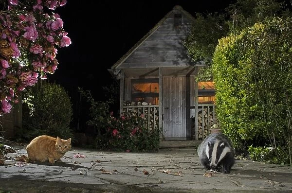 Eurasian Badger (Meles meles) adult, and Domestic Cat, adult, feeding on scraps in urban garden at night, Kent