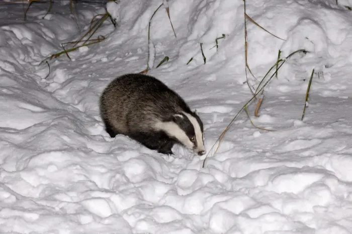 Framed Print : Eurasian Badger (Meles meles) adult, walking in snow at night, Sussex, England, winter Framed Print : Eurasian Badger (Meles meles) adult, walking in snow at night, Sussex, England, winter