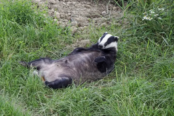 Framed Print : Eurasian Badger (Meles meles) adult, resting on back, England, July (captive) Framed Print : Eurasian Badger (Meles meles) adult, resting on back, England, July (captive)