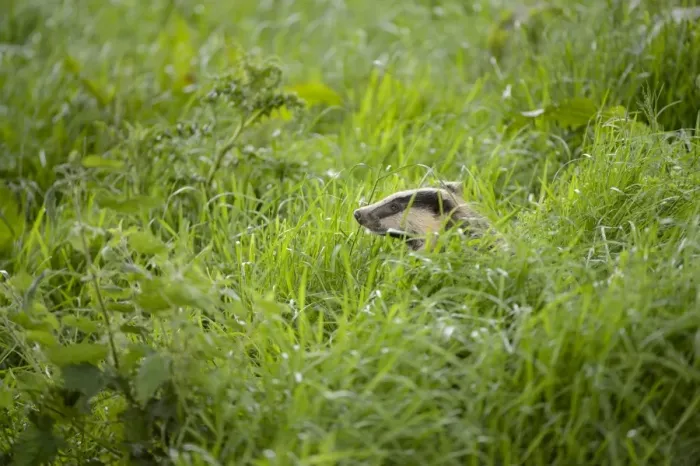 Framed Print : Eurasian Badger (Meles meles) adult, amongst long grass, Blithfield, Staffordshire, England, June Framed Print : Eurasian Badger (Meles meles) adult, amongst long grass, Blithfield, Staffordshire, England, June
