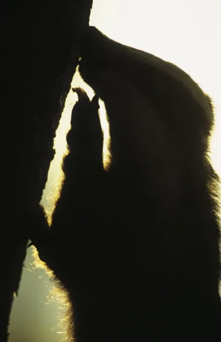 Framed Print : Eurasian Badger (Meles meles) Adult silhouette scratching tree trunk - Derbyshire, England Framed Print : Eurasian Badger (Meles meles) Adult silhouette scratching tree trunk - Derbyshire, England