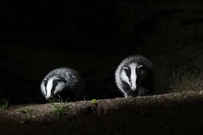 Framed Print : Eurasian Badger (Meles meles) two adults, standing at sett entrance in woodland at night, Warwickshire, England, May Framed Print : Eurasian Badger (Meles meles) two adults, standing at sett entrance in woodland at night, Warwickshire, England, May