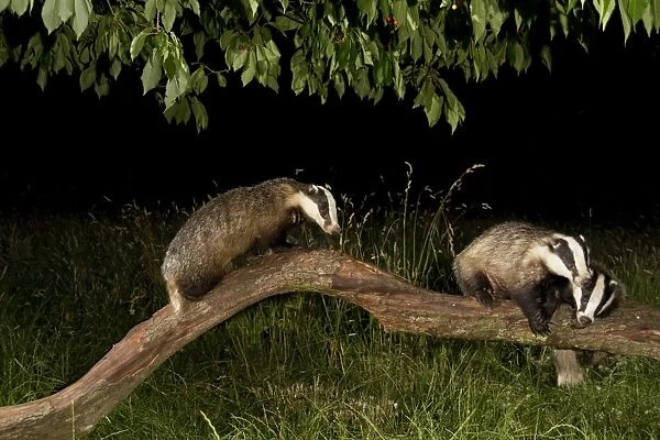 Eurasian Badger (Meles meles) three adults, playing on fallen branch under Cherry (Prunus sp. ) tree at night, England, july