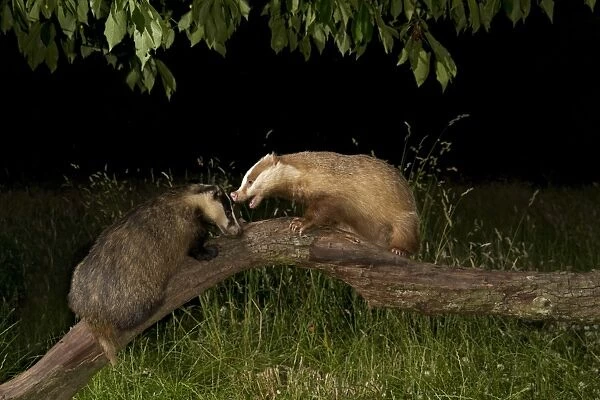 Eurasian Badger (Meles meles) two adults, normal and albino, fighting on fallen branch under Cherry (Prunus sp)