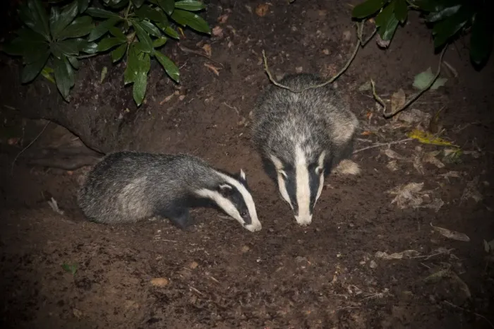 Framed Print : Eurasian Badger (Meles meles) two adults, foraging at entrance to sett at night, Lancashire, England, August Framed Print : Eurasian Badger (Meles meles) two adults, foraging at entrance to sett at night, Lancashire, England, August