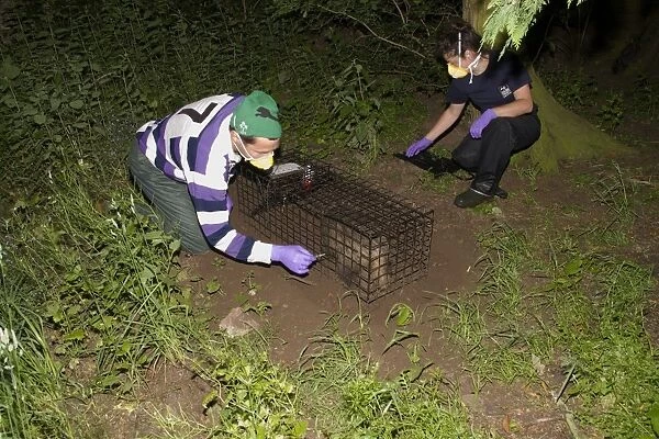 Eurasian Badger (Meles meles) bovine tuberculosis vaccination scheme, badger in live trap being vaccinated by Wildlife