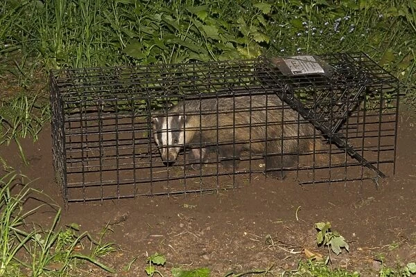 Eurasian Badger (Meles meles) bovine tuberculosis vaccination scheme, badger in live trap, Shropshire, England, June