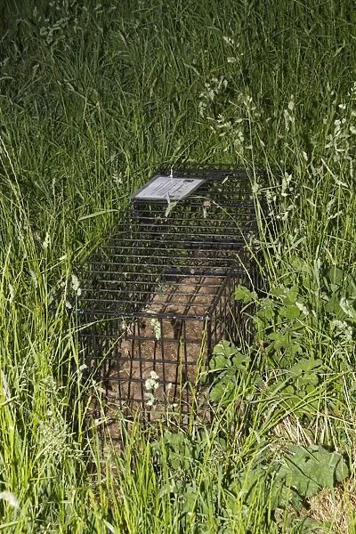 Eurasian Badger (Meles meles) bovine tuberculosis vaccination scheme, live trap set in field, Shropshire, England, June