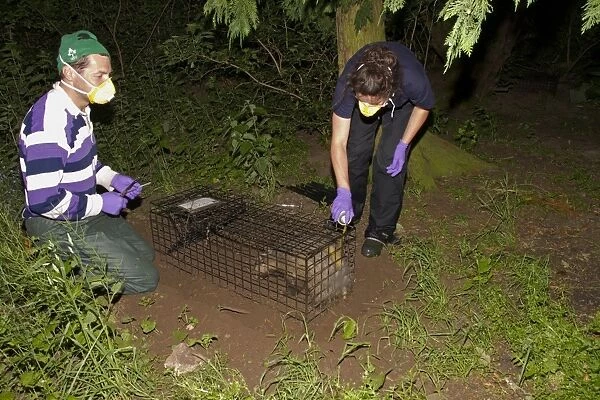 Eurasian Badger (Meles meles) bovine tuberculosis vaccination scheme, badger in live trap being clipped