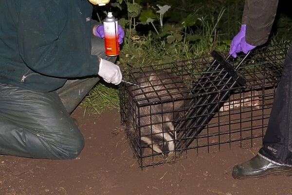 Eurasian Badger (Meles meles) bovine tuberculosis vaccination scheme, badger in live trap being clipped