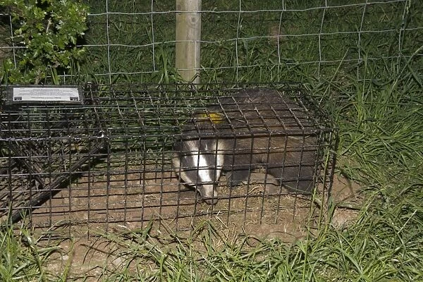 Eurasian Badger (Meles meles) bovine tuberculosis vaccination scheme, badger in live trap clipped