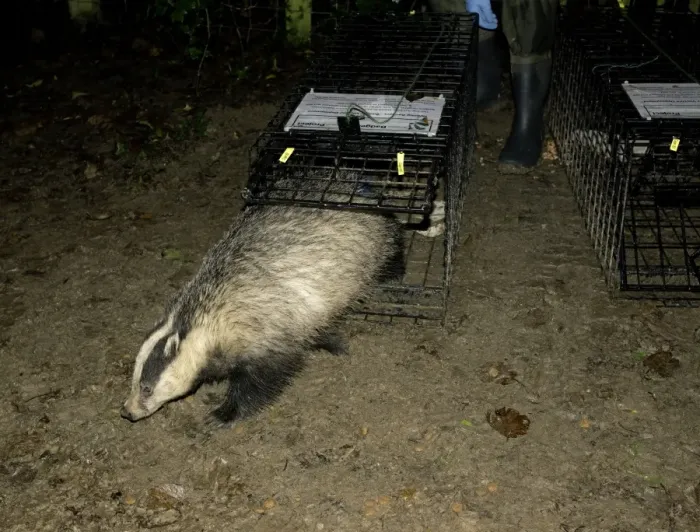 Framed Print : Eurasian Badger (Meles meles) bovine tuberculosis vaccination project, vaccinated adult Framed Print : Eurasian Badger (Meles meles) bovine tuberculosis vaccination project, vaccinated adult