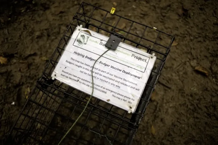 Framed Print : Eurasian Badger (Meles meles) bovine tuberculosis vaccination project, explanation placard on live trap at night