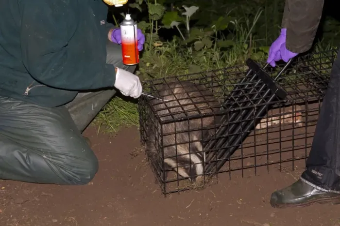 Framed Print : Eurasian Badger (Meles meles) bovine tuberculosis vaccination scheme, badger in live trap being clipped Framed Print : Eurasian Badger (Meles meles) bovine tuberculosis vaccination scheme, badger in live trap being clipped