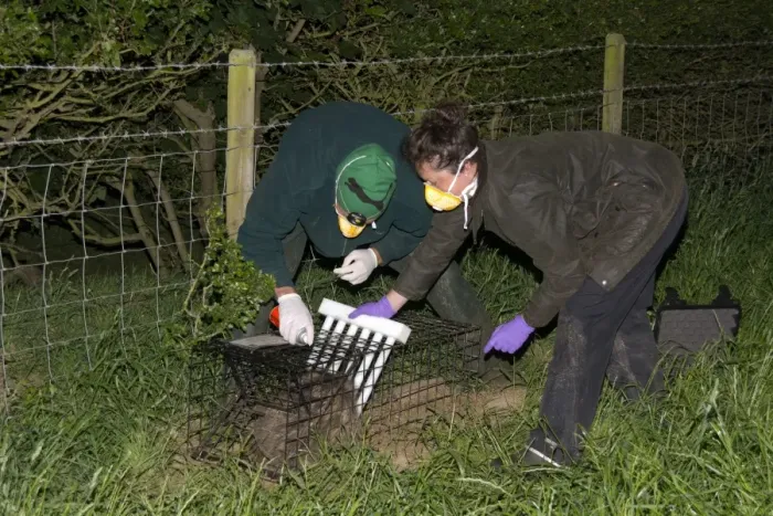Framed Print : Eurasian Badger (Meles meles) bovine tuberculosis vaccination scheme, badger in live trap being clipped Framed Print : Eurasian Badger (Meles meles) bovine tuberculosis vaccination scheme, badger in live trap being clipped