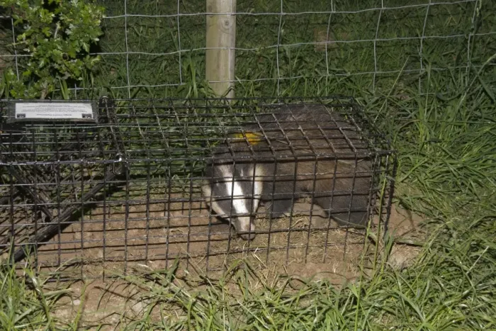 Framed Print : Eurasian Badger (Meles meles) bovine tuberculosis vaccination scheme, badger in live trap clipped Framed Print : Eurasian Badger (Meles meles) bovine tuberculosis vaccination scheme, badger in live trap clipped