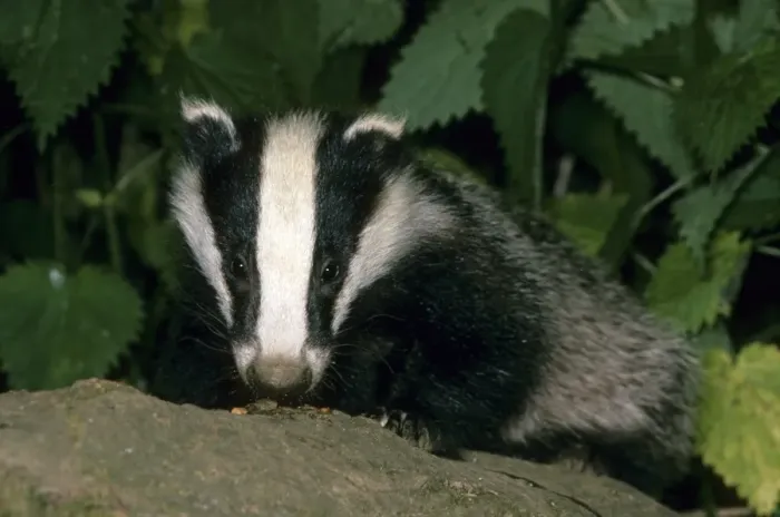 Framed Print : Eurasian Badger (Meles meles) Close-up Framed Print : Eurasian Badger (Meles meles) Close-up