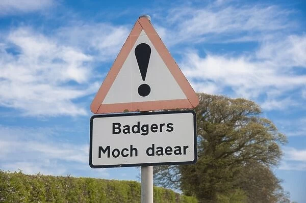 Eurasian Badger (Meles meles) crossing bilingual warning sign on roadside verge, Denbighshire, Wales, April