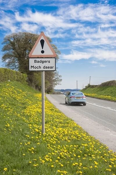Eurasian Badger (Meles meles) crossing bilingual warning sign on roadside verge with passing car, Denbighshire, Wales