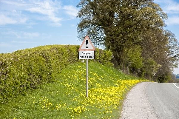 Eurasian Badger (Meles meles) crossing bilingual warning sign on roadside verge, Denbighshire, Wales, April