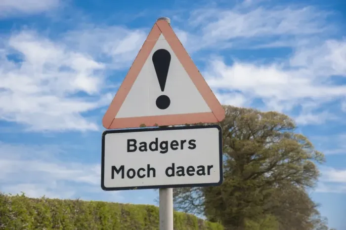 Framed Print : Eurasian Badger (Meles meles) crossing bilingual warning sign on roadside verge, Denbighshire, Wales, April Framed Print : Eurasian Badger (Meles meles) crossing bilingual warning sign on roadside verge, Denbighshire, Wales, April