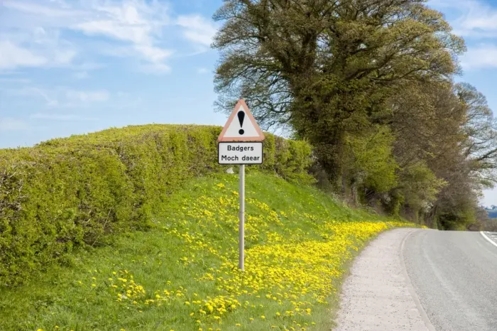 Framed Print : Eurasian Badger (Meles meles) crossing bilingual warning sign on roadside verge, Denbighshire, Wales, April Framed Print : Eurasian Badger (Meles meles) crossing bilingual warning sign on roadside verge, Denbighshire, Wales, April
