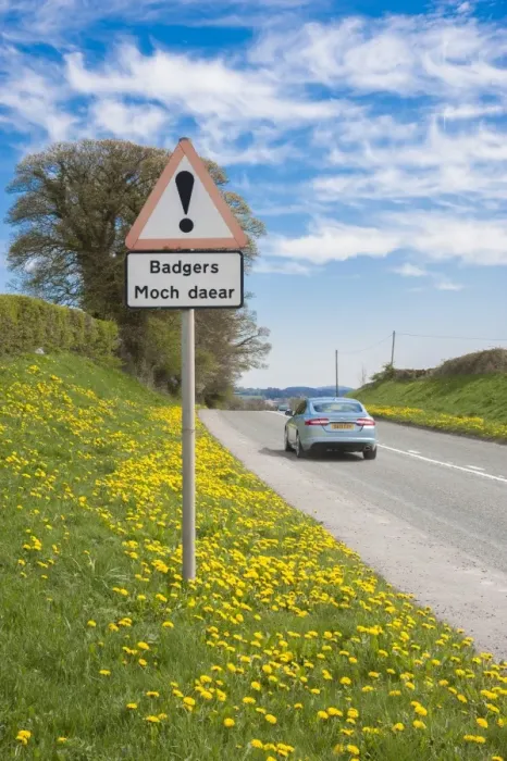 Framed Print : Eurasian Badger (Meles meles) crossing bilingual warning sign on roadside verge with passing car, Denbighshire, Wales