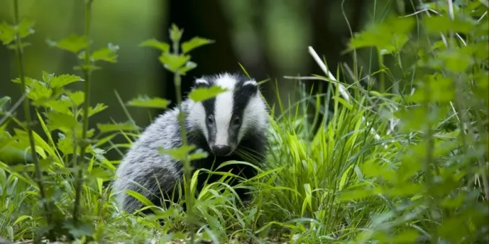 Framed Print : Eurasian Badger (Meles meles) cub, foraging amongst vegetation, in daylight, Oxfordshire, England Framed Print : Eurasian Badger (Meles meles) cub, foraging amongst vegetation, in daylight, Oxfordshire, England